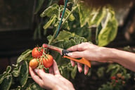 Miniatyrbilde 8 av Sort Fiskars Innhøstingskniv K80, foldbar