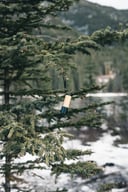 Miniatyrbilde 8 av Brun XD Collection Bambus- og RCS Resirkulert Plastlommelykt