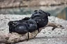 Miniatyrbilde 6 av Black Clique 2 i 1 Bag 42L