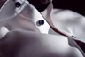 Miniatyrbilde 3 av Navy J. Harvest & Frost Purple Bow 146 Slim Fit Skjorte