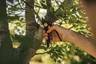 Miniatyrbilde 4 av Sort Fiskars Smartfit Beskjæringssaks