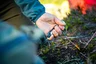Miniatyrbilde 5 av Sort Gerber Stakeout Multiverktøy