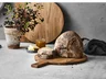 Miniatyrbilde 15 av Natur Pillivuyt Gourmet Douron Eik 40 x 30 cm Skjærebrett